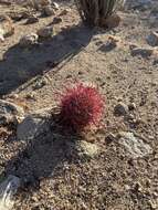 Image of Ferocactus gracilis subsp. coloratus (H. E. Gates) N. P. Taylor