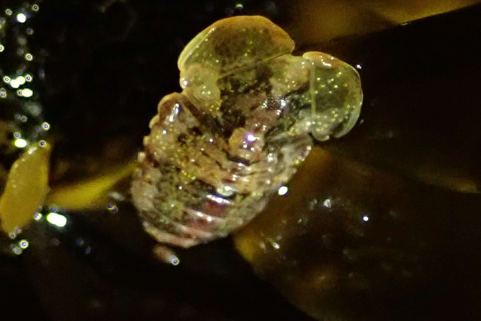 Image of Exosphaeroma amplicauda (Stimpson 1857)