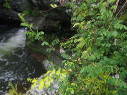 Image de Indigofera pseudotinctoria Matsum.