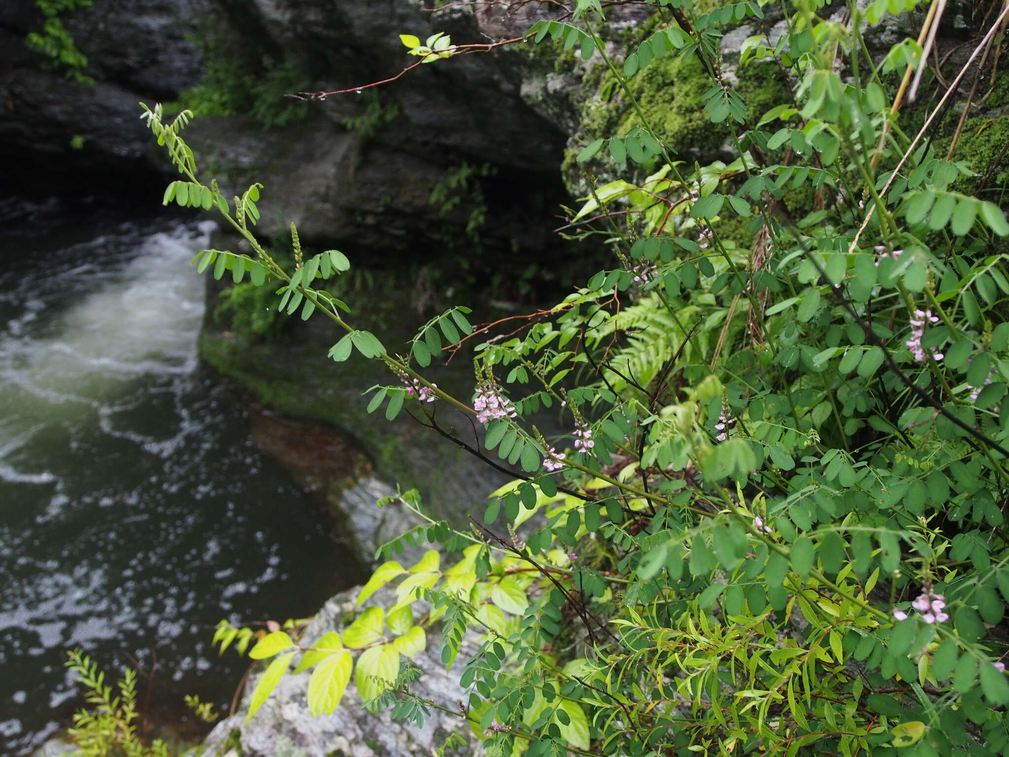 Image de Indigofera pseudotinctoria Matsum.