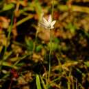 Image of Geissorhiza divaricata Goldblatt