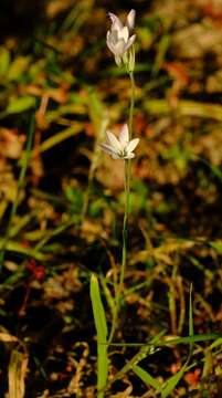 Image of Geissorhiza divaricata Goldblatt