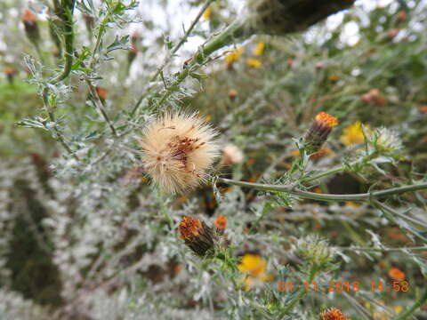 Imagem de Adenophyllum porophyllum (Cav.) Hemsl.