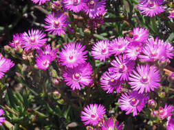 Image of Ruschia macowanii (L. Bol.) Schwant. apud Jacobsen