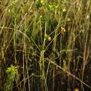 Image of Euphorbia leptocaula Boiss.