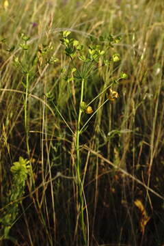 Imagem de Euphorbia leptocaula Boiss.