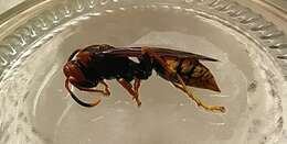 Image of Polistes cavapytiformis Richards 1978