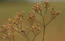 Слика од Gypsophila fastigiata L.