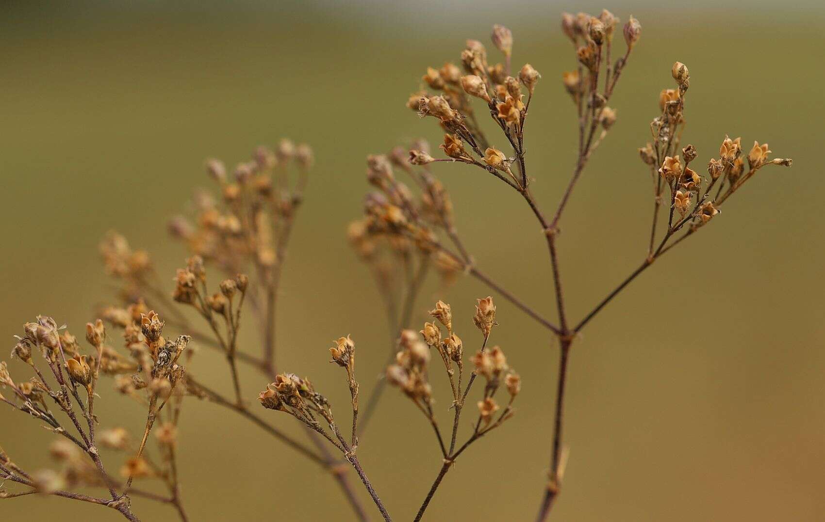 Слика од Gypsophila fastigiata L.