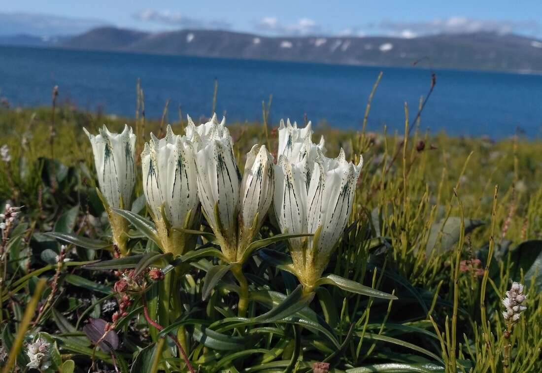 Image of arctic gentian