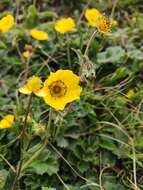 Plancia ëd Geum elatum Wall.