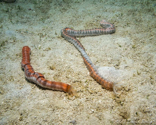 Image of Conspicuous Sea Cucumber