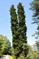 Image of cypress