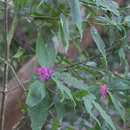 Image of Palicourea angustifolia Kunth