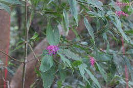 Palicourea angustifolia Kunth resmi