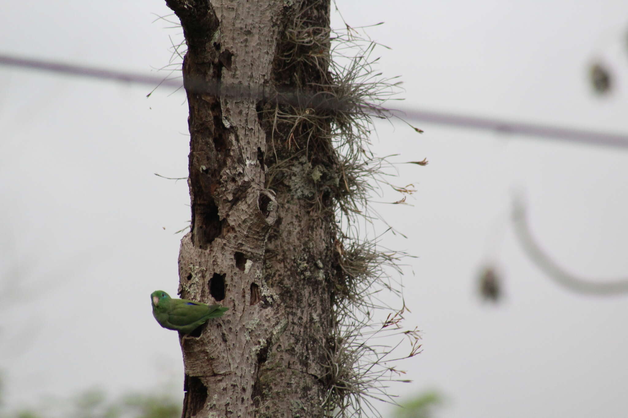 صورة Forpus conspicillatus conspicillatus (Lafresnaye 1848)