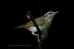 Imagem de Phylloscopus tenellipes Swinhoe 1860