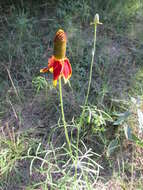 Image of Mexican hat