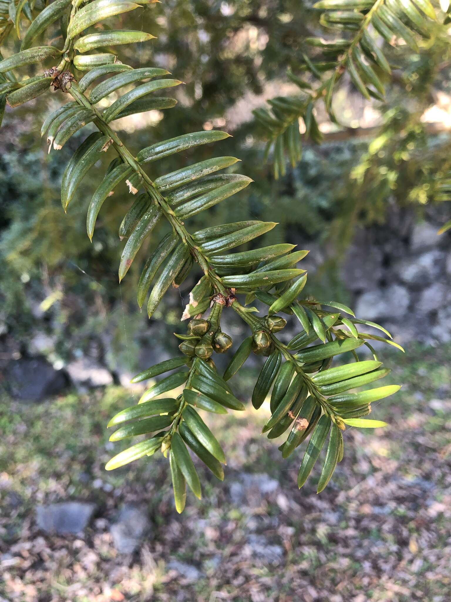 Image of Japanese Nutmeg Tree