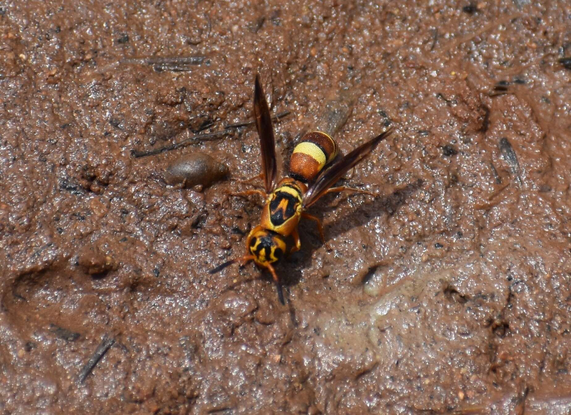 Image of Dolichodynerus tanynotus (Cameron 1909)