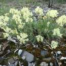 Image of Oxytropis campestris subsp. jordalii (A. E. Porsild) Hultén