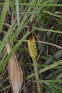 Image of Allagoptera campestris (Mart.) Kuntze