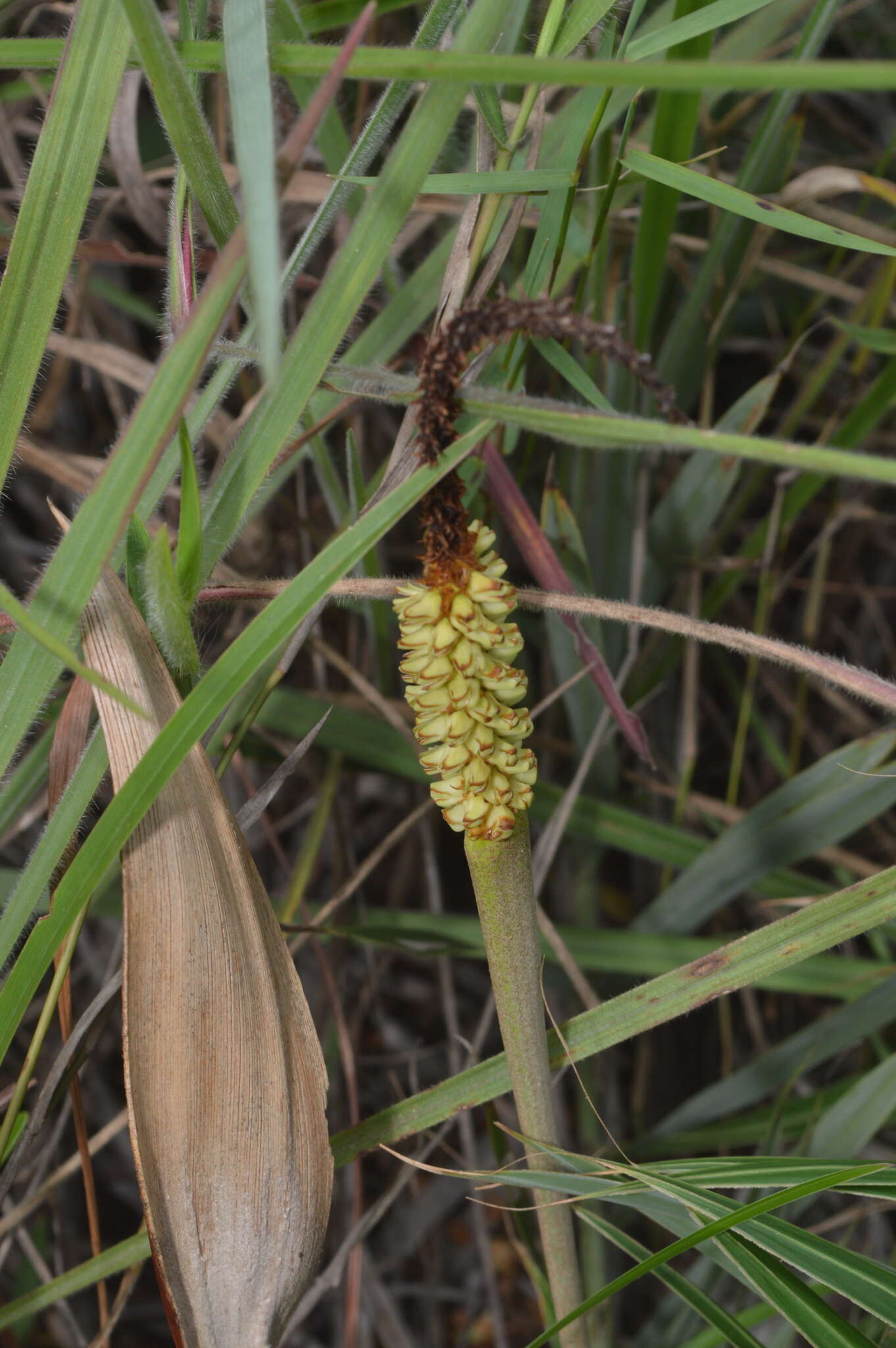 Imagem de Allagoptera campestris (Mart.) Kuntze