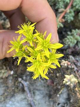 Imagem de Sedum rupicola G. N. Jones