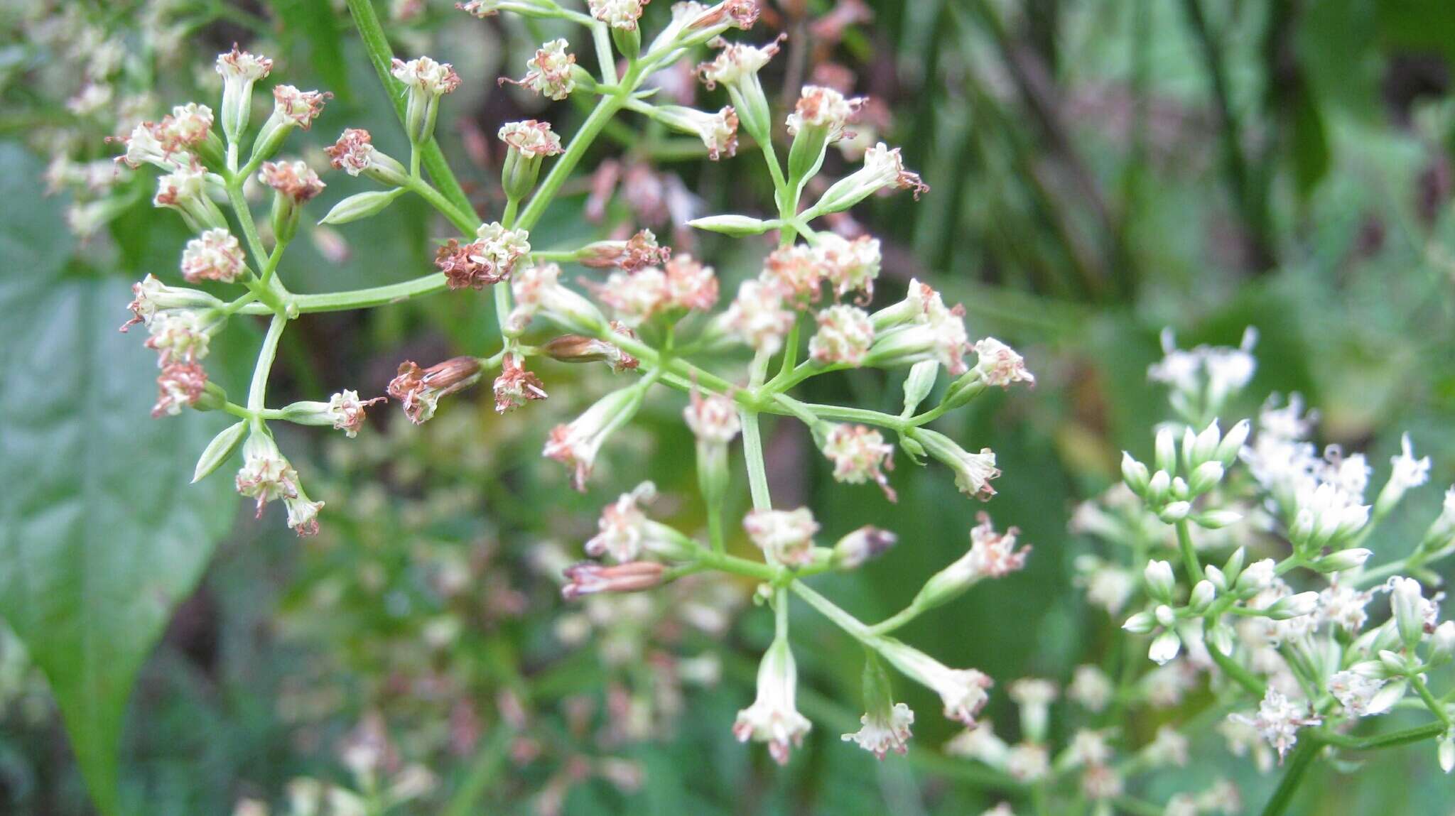 Mikania micrantha Kunth resmi