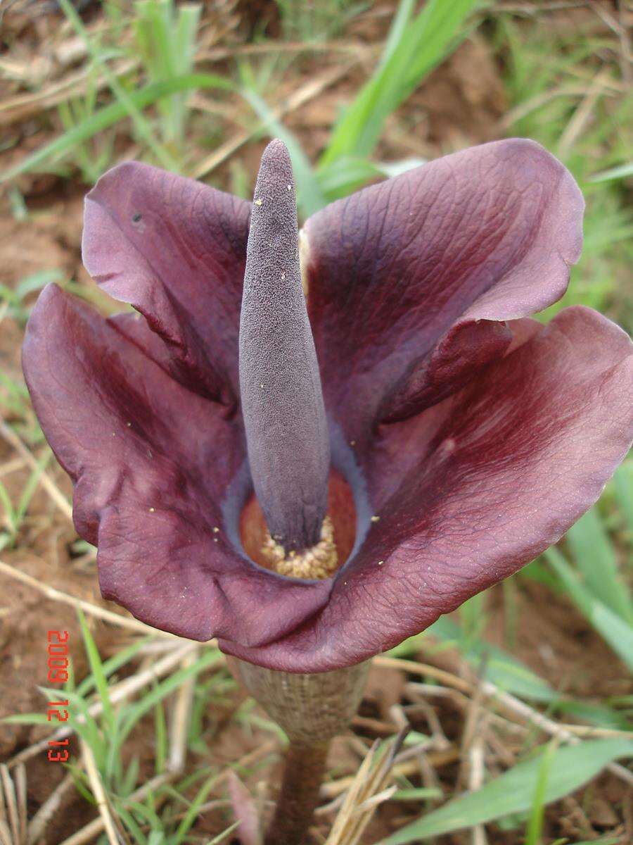 Image of Amorphophallus abyssinicus (A. Rich.) N. E. Br.