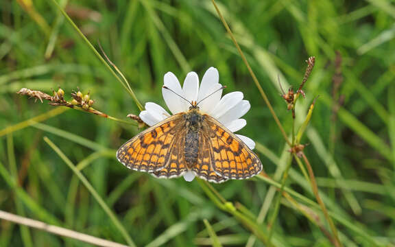 Imagem de <i>Melitaea parthenoides</i>