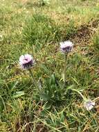 Image of Erigeron eriocalyx (Ledeb.) Vierhapper