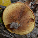 Image de Paxillus ammoniavirescens Contu & Dessì 1999