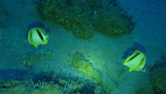 Image of Double sash butterflyfish