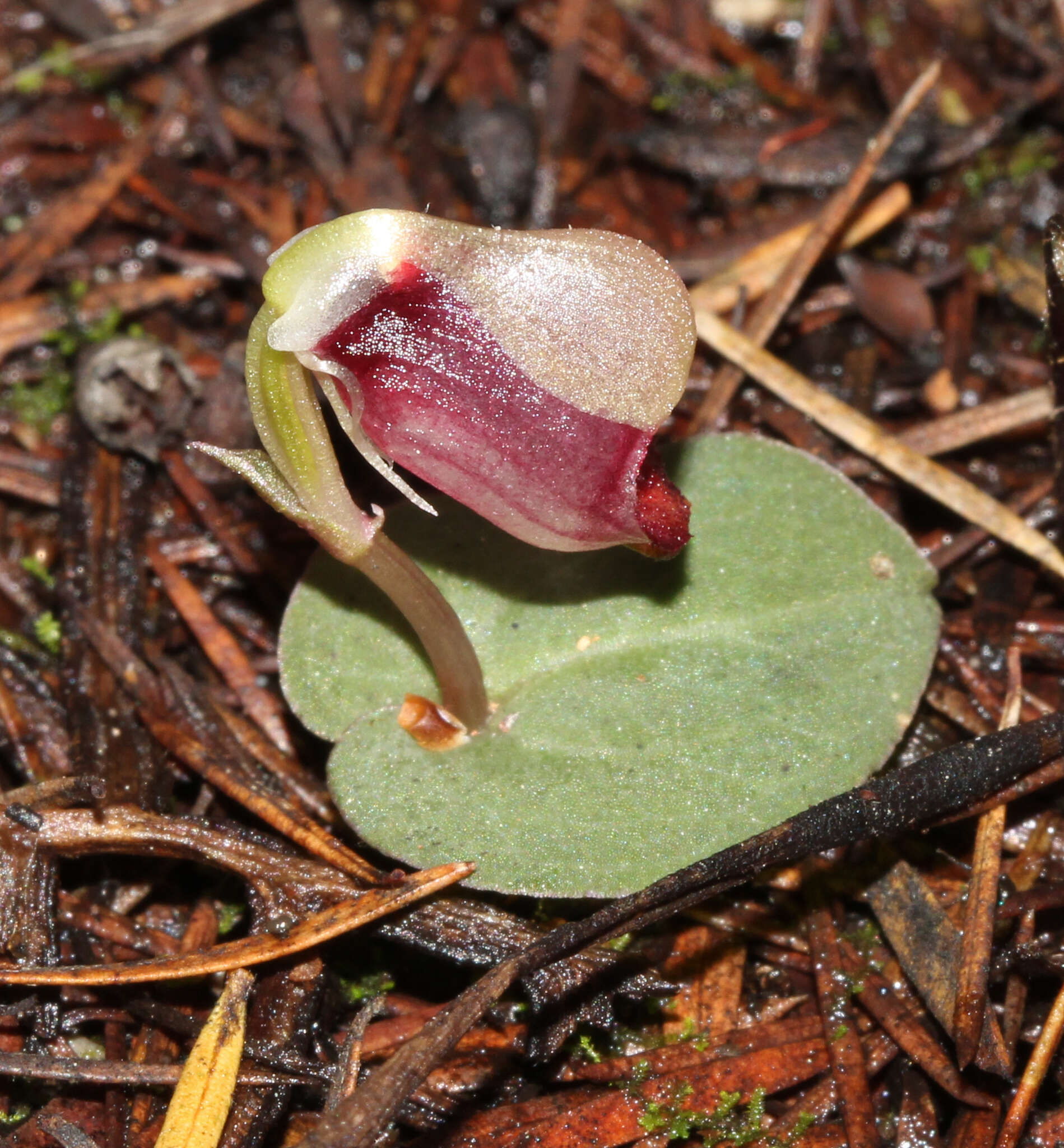 Image of Corybas rotundifolius (Hook. fil.) Rchb. fil.