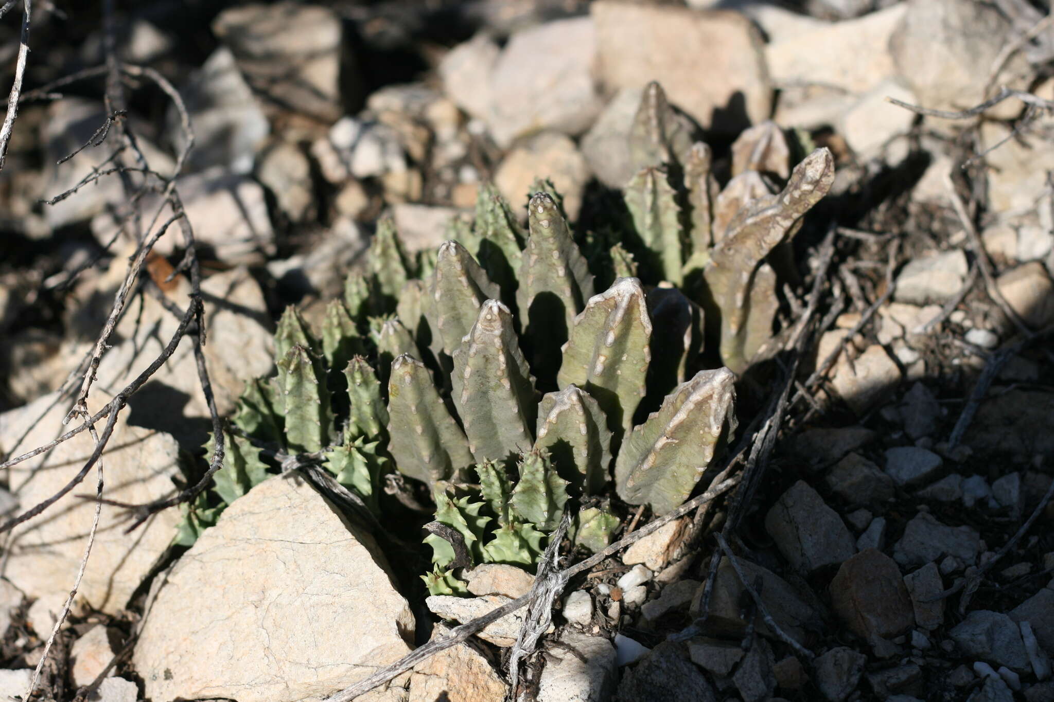 Imagem de Ceropegia thuretii (F. Cels) Bruyns