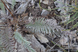 Image of Tanacetum kittaryanum (C. A. Mey.) Tzvel.