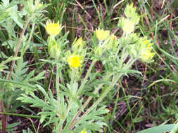 Image de Potentilla pensylvanica L.