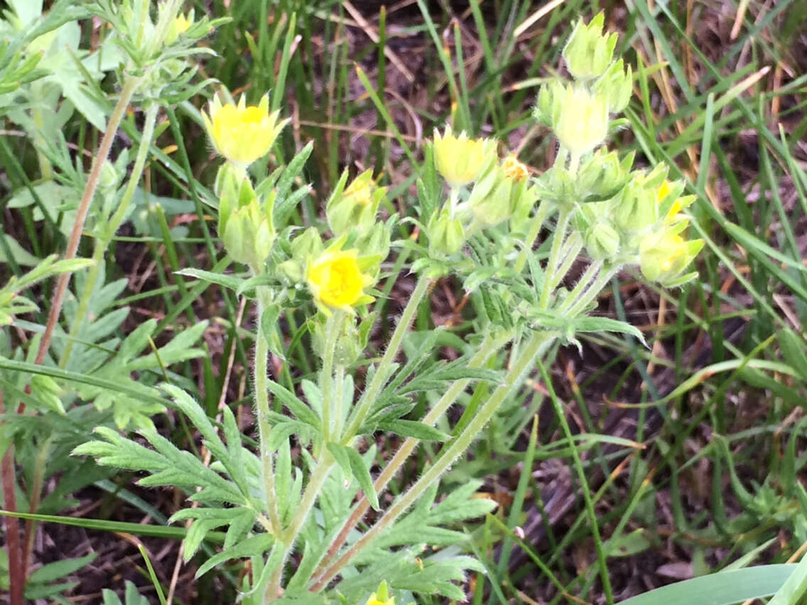 Image de Potentilla pensylvanica L.