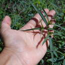 Image of Flaveria haumannii Dimitri & Orfila