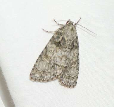 Image of Acronicta tristis Smith 1911