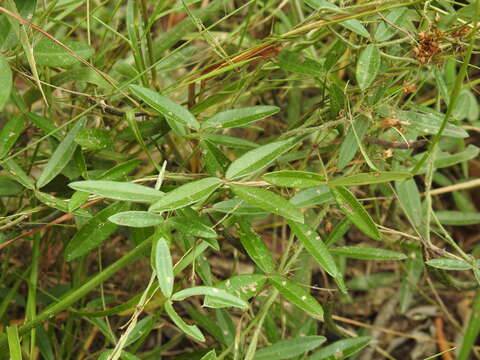 Image of Glycine cyrtoloba Tindale