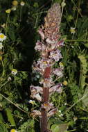 Image de Orobanche crenata Forsskál