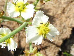 Image of California damsonium