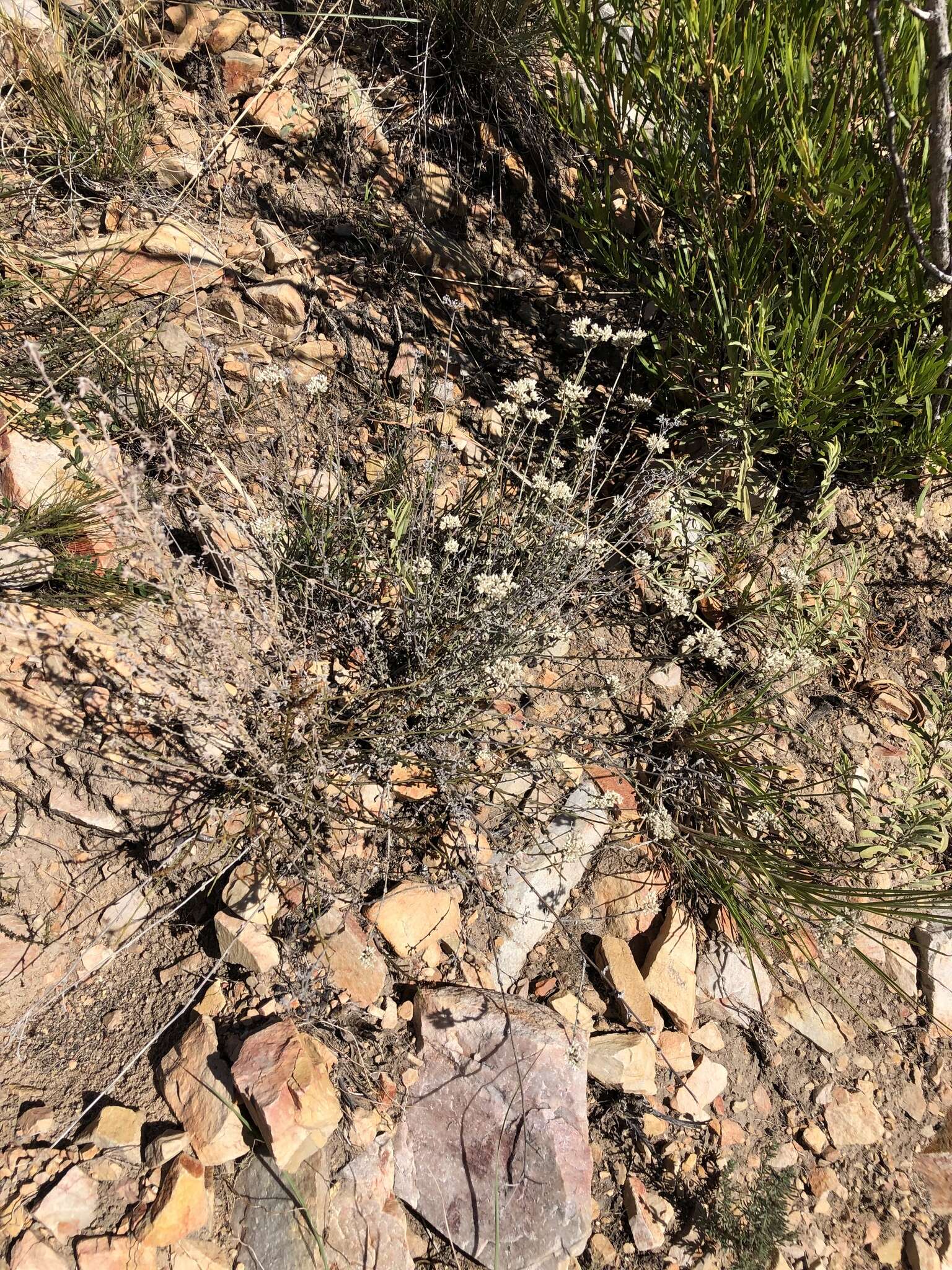 Image of Helichrysum zeyheri Less.