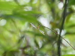 Image of Sympetrum nantouensis Tang, Yeh & Chen 2013