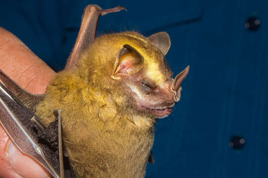 Image of Heller's Broad-nosed Bat