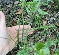 Image of <i>Lactuca <i>graminifolia</i></i> var. graminifolia