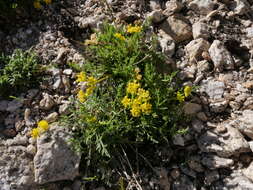 Imagem de Pteryxia terebinthina var. californica (Coult. & Rose) Mathias