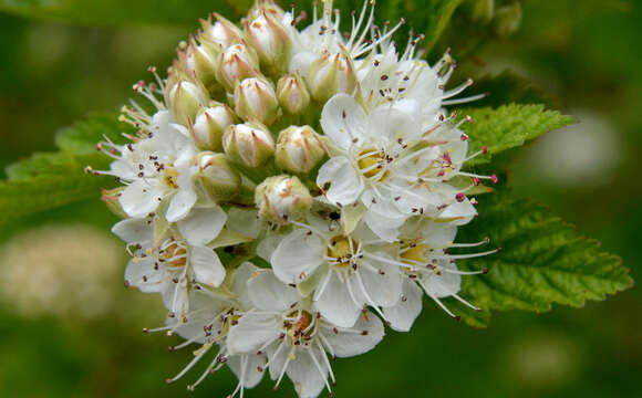 Слика од Physocarpus capitatus (Pursh) Kuntze